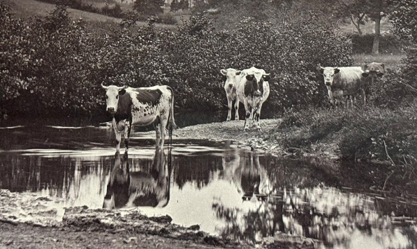 «Шедевры ранней фотографии» в ЦВК Béton: от фотоминиатюр до стереосъемки