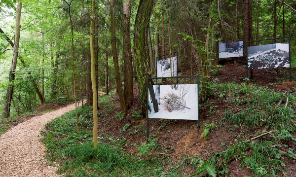 Два маршрута Горок Ленинских: погружение в доленинскую историю или лесные ванны