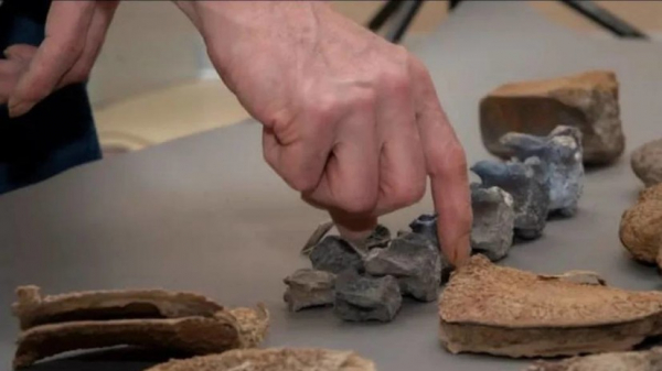 В Петербурге отреставрировали найденный на Ямале скелет мамонта В Петербурге отреставрировали найденный на Ямале скелет мамонта