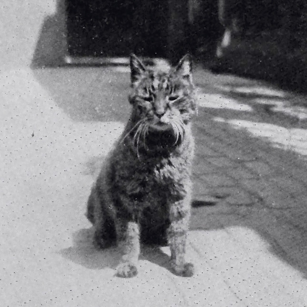 Чем удивляет Британский музей в ожидании своего 300-летия