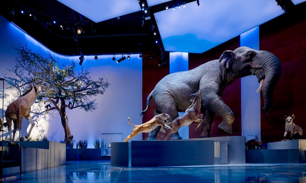 Динозавры и ловцы жемчуга: в Абу-Даби открыли два музея