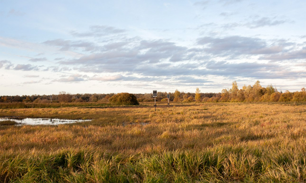 В научном кубометре расцвела болотная кассандра