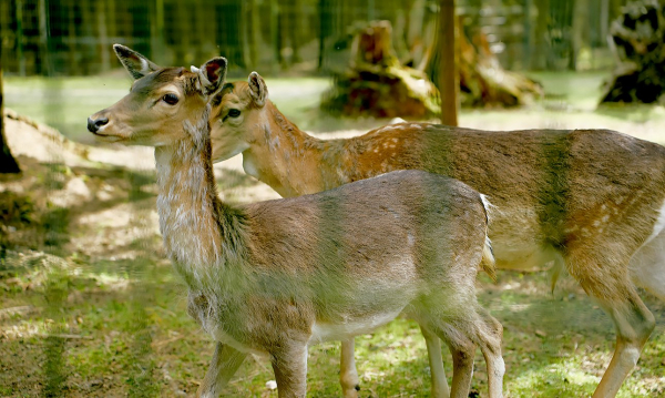 Один парк для двоих Бродских: в Веретьеве открылась новая часть инсталляции на болоте