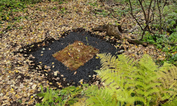 В научном кубометре расцвела болотная кассандра