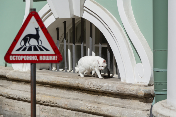 Пушистые стражи: как коты Эрмитажа оберегают национальное достояние России Пушистые стражи: как коты Эрмитажа оберегают национальное достояние России