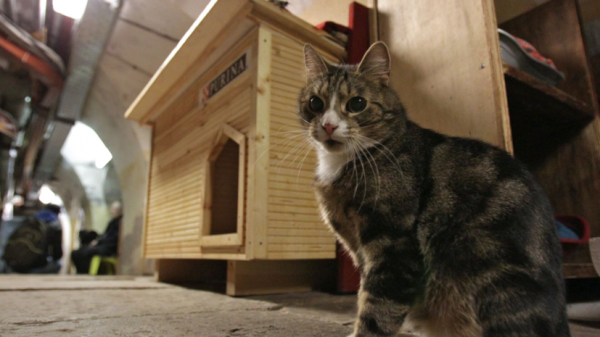 Музей Эрмитаж подыскивает новых хозяев для котов Твистера и Мистера Музей Эрмитаж подыскивает новых хозяев для котов Твистера и Мистера