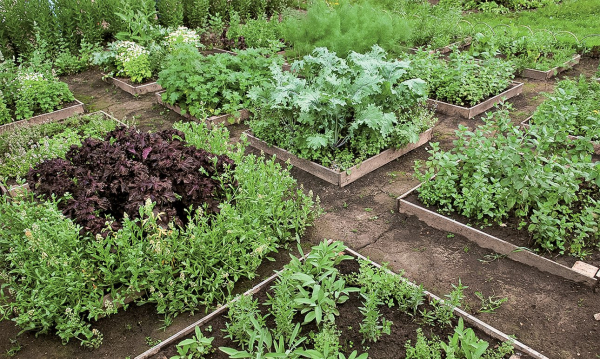 Музейные оранжереи: искусство в тепличных условиях