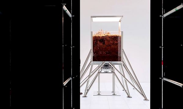 В научном кубометре расцвела болотная кассандра